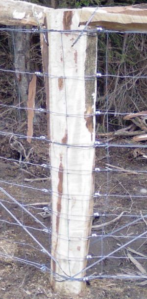 Photo 0097