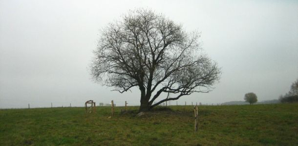 IMG 4605