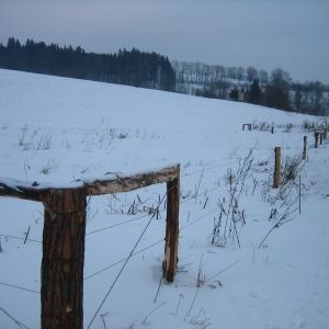 IMG 6655