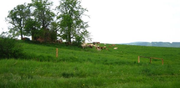 IMG 3749