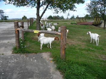 37. Oplocení ovcí doplněné eukalyptovými kolíky na Zlobici