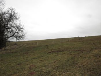 46. Oplocení skotu v Úbislavicích