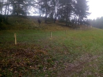 54. Pletivové oplocení ovcí v Olbramově