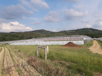 Oplocení borůvkové plantáže Skrýšov